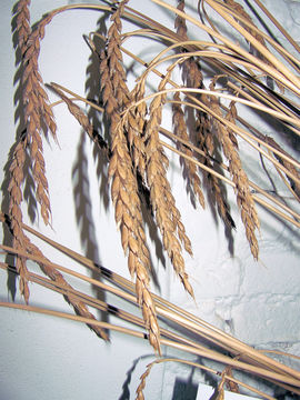 Image of spelt wheat