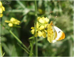 Image of Moroccan Orange Tip