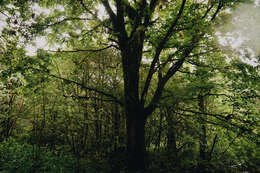 Imagem de Acer saccharum subsp. skutchii (Rehder) E. Murray