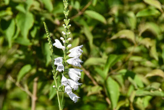 Image of Narrow-Leaf False Dragonhead