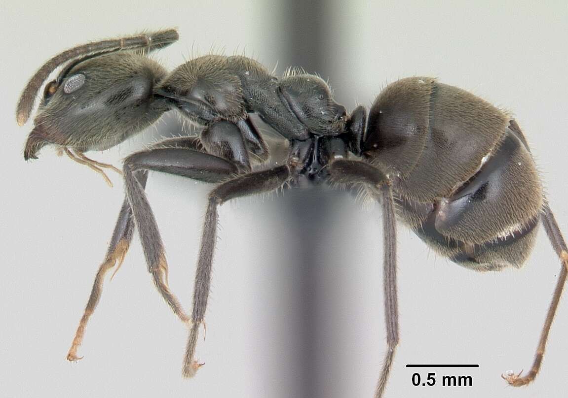 Image of Anonychomyrma