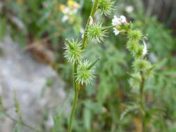 Plancia ëd Succowia balearica (L.) Medik.