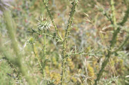 Image of Onopordum boissierianum Raab-Straube & Greuter