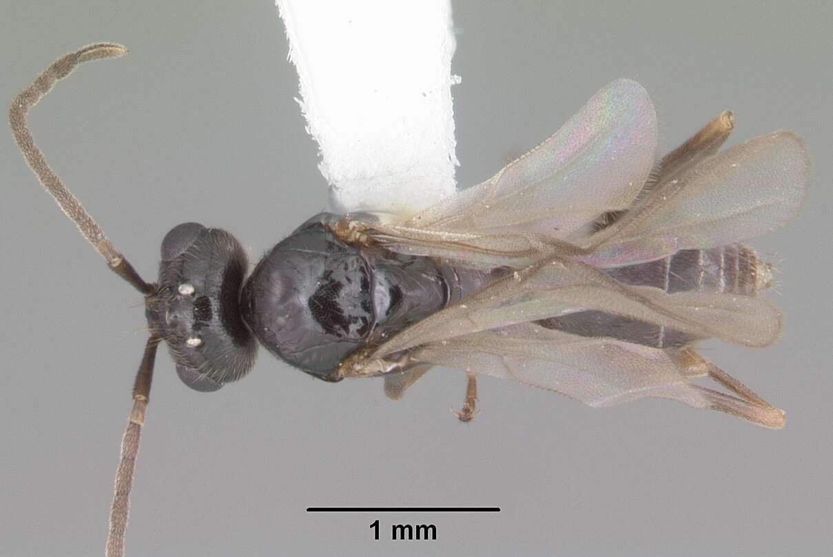 Image of False Honey Ant