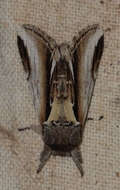 Image of Pheosia gnoma Fabricius 1781