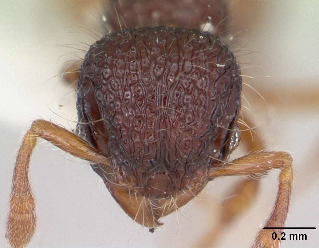 Image of Lachnomyrmex nordestinus