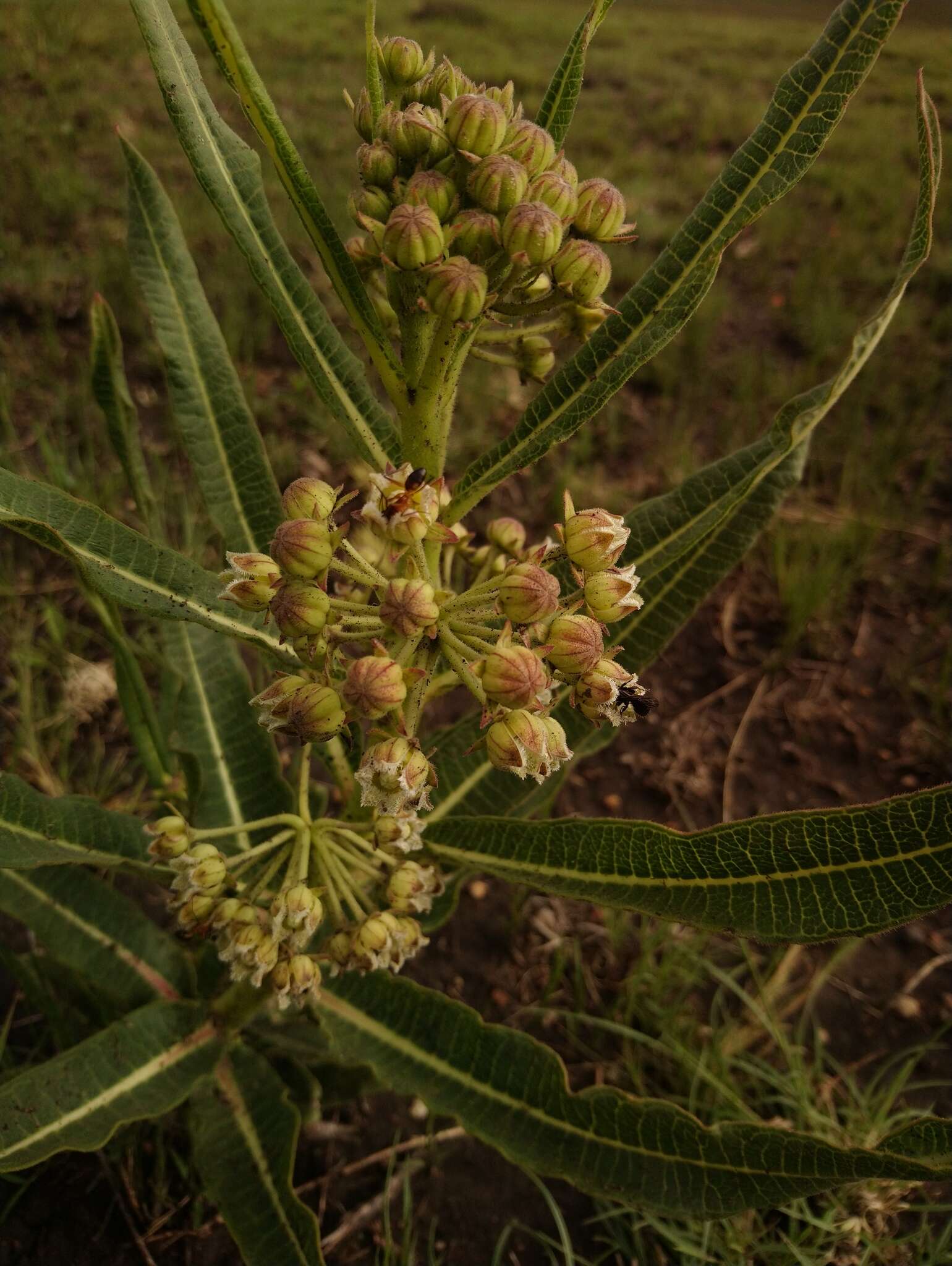 Image de Xysmalobium undulatum (L.) Ait.