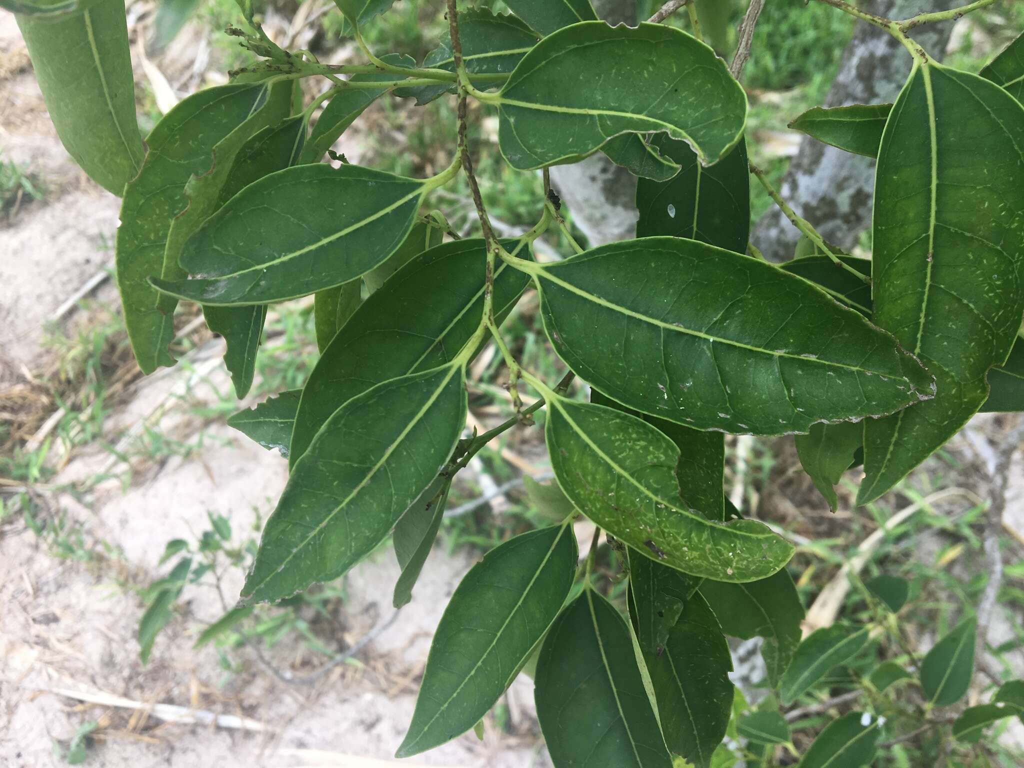 Image of silky celtis