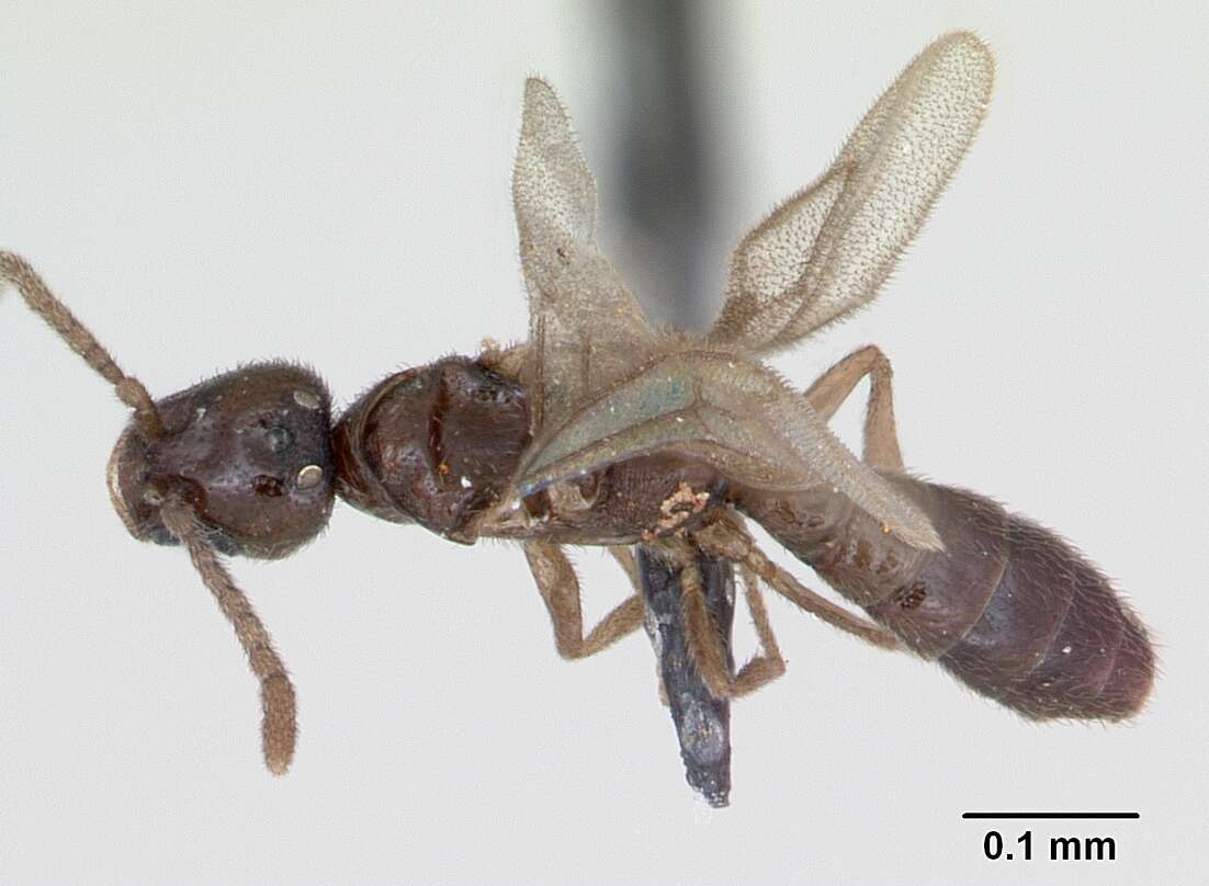 Image of Paraprionopelta