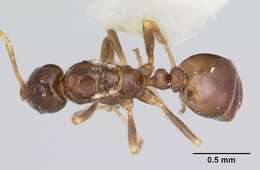 Image of Monomorium talbotae Du Bois 1981