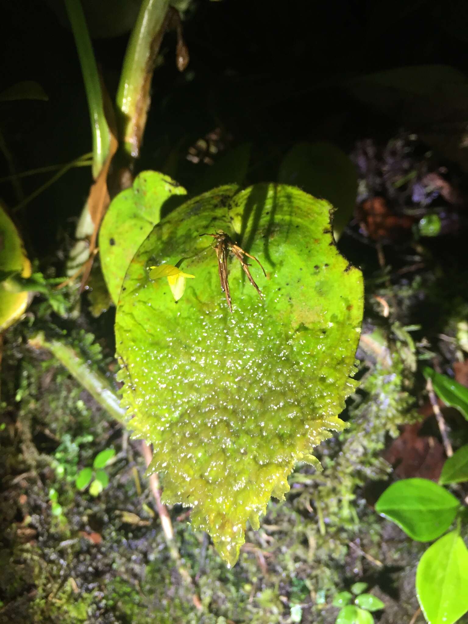 Imagem de Pleurothallis prolaticollaris Luer