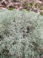 Image of reindeer lichen