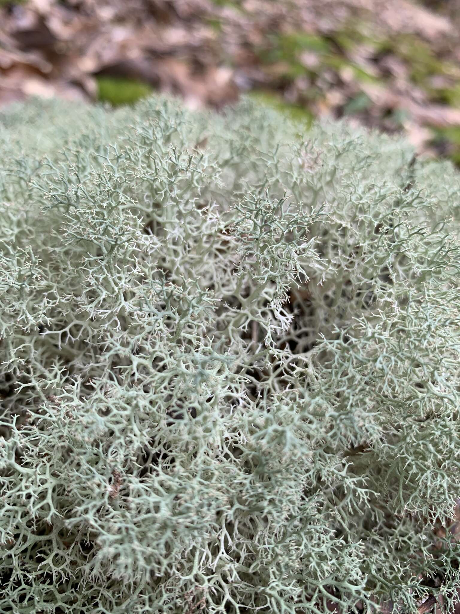 Image de Cladonia subtenuis (Abbayes) A. Evans