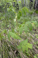 Image of Lathyrus gmelinii Fritsch