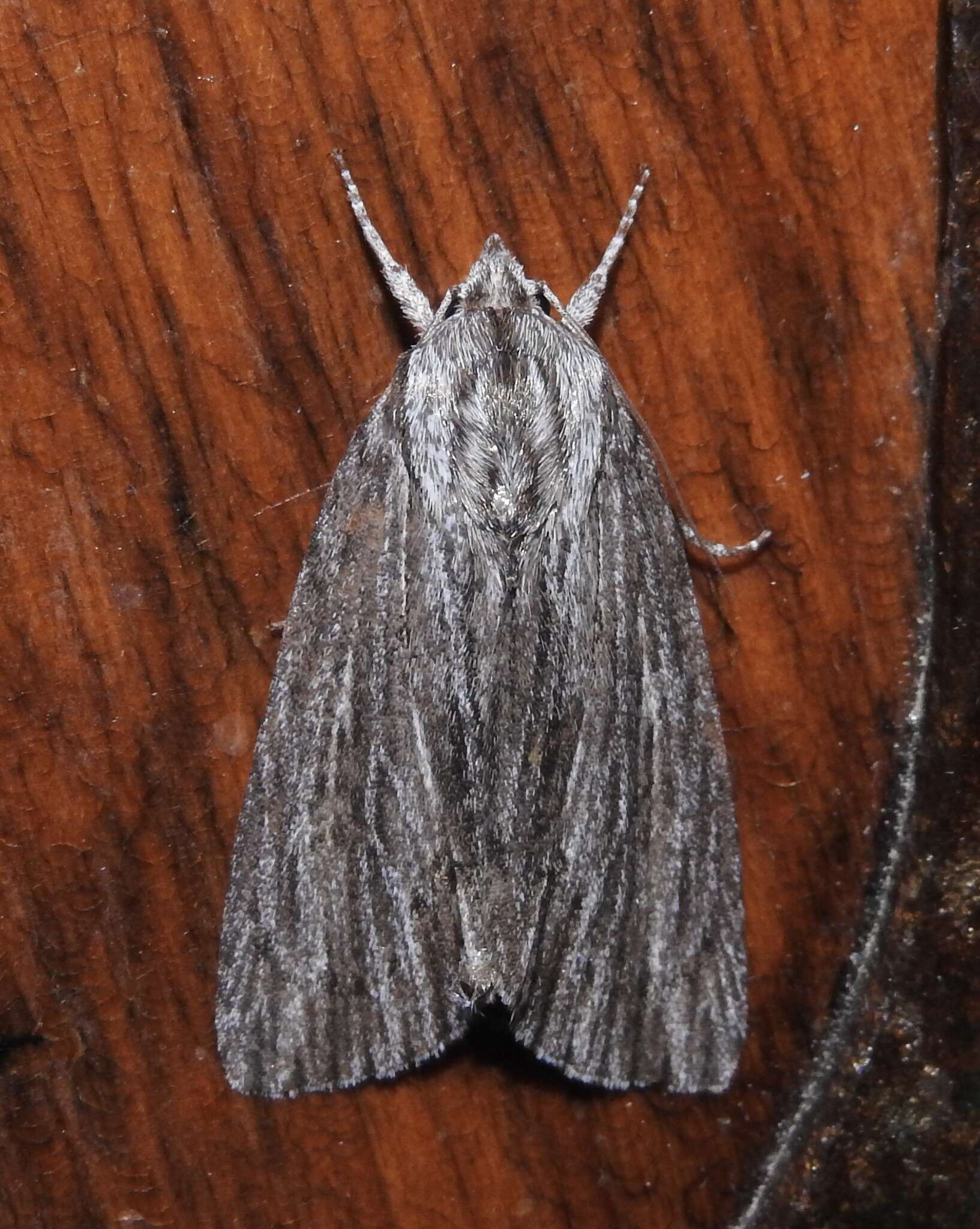 Слика од Acronicta lithospila Grote 1874