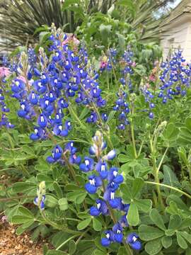 Image of Texas bluebonnet