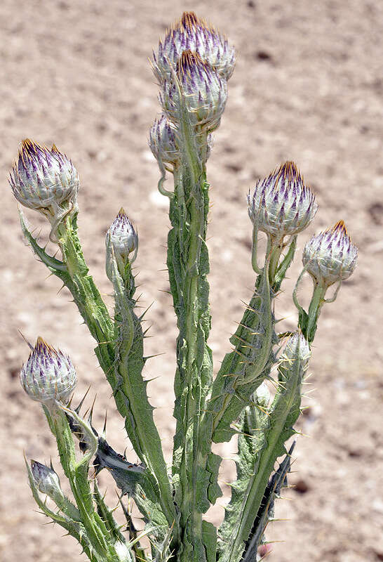 Image of Moor's Cotton Thistle