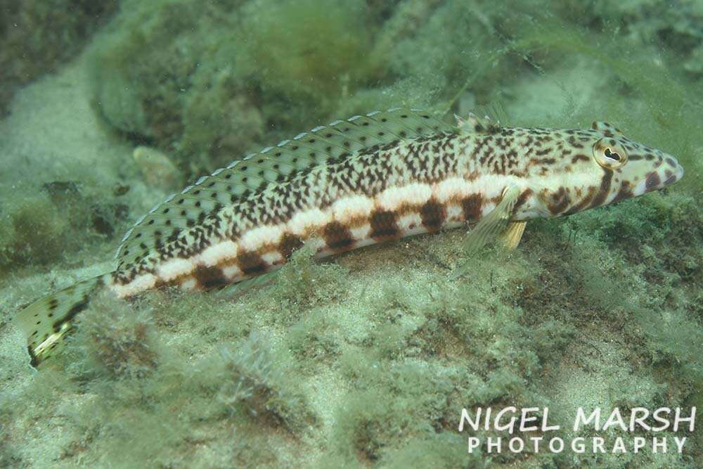 Image of White-streaked sandperch