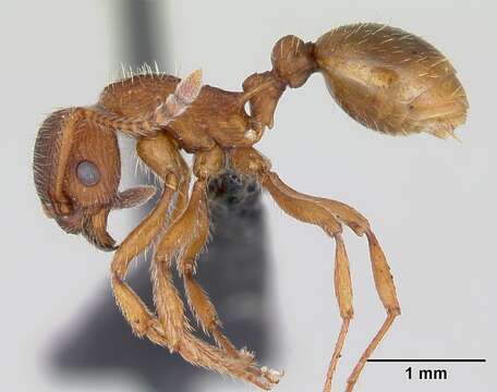 Image of Myrmica gallienii Bondroit 1920