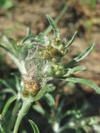 Image of Low cudweed