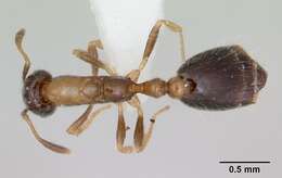 Monomorium floricola (Jerdon 1851) resmi