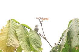 Image of Choco Tyrannulet