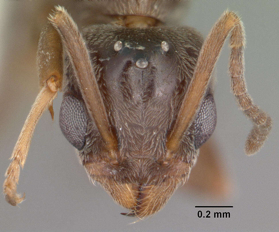 Image of Argentine Ant