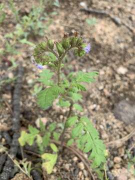 Phacelia denticulata Osterh. resmi