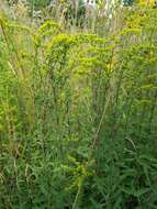 Image de Solidago nemoralis Ait.