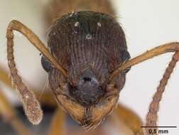 Image of Myrmica ruginodis Nylander 1846