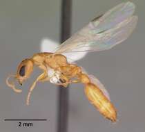 Image of Pseudomyrmex pallidus (Smith 1855)