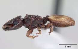 Cephalotes maculatus (Smith 1876) resmi