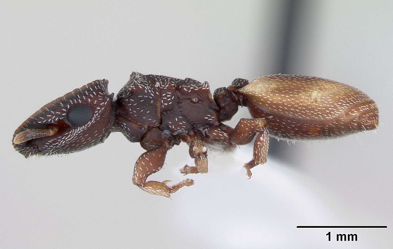 Cephalotes maculatus (Smith 1876) resmi