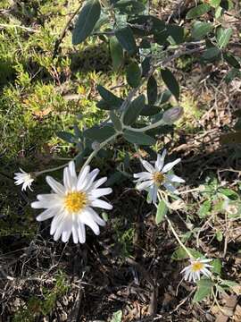 Olearia pannosa Hook. resmi