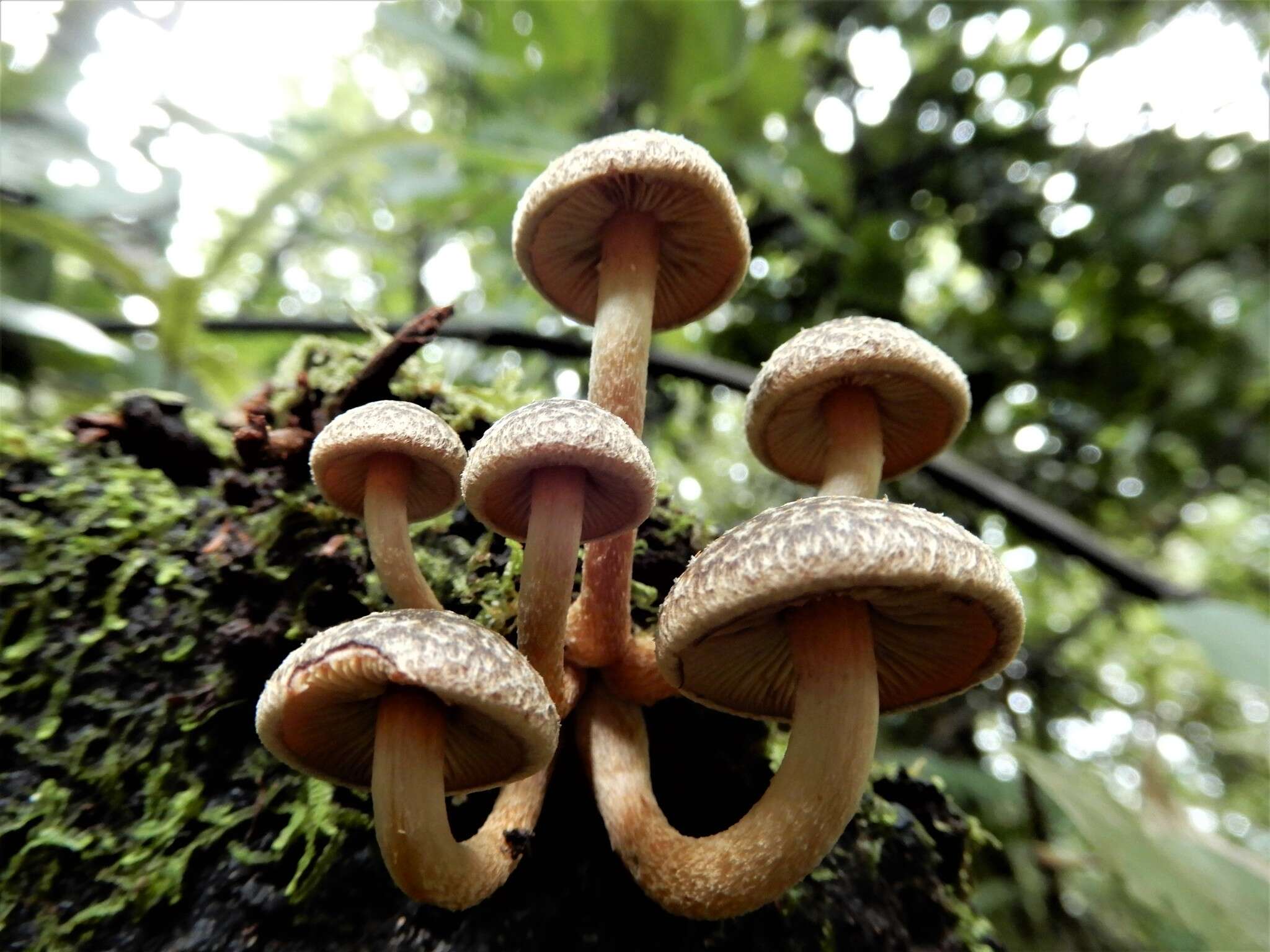 Image of Hypholoma brunneum (Massee) D. A. Reid 1956