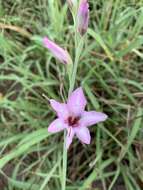 Imagem de Gladiolus brachyphyllus F. Bolus