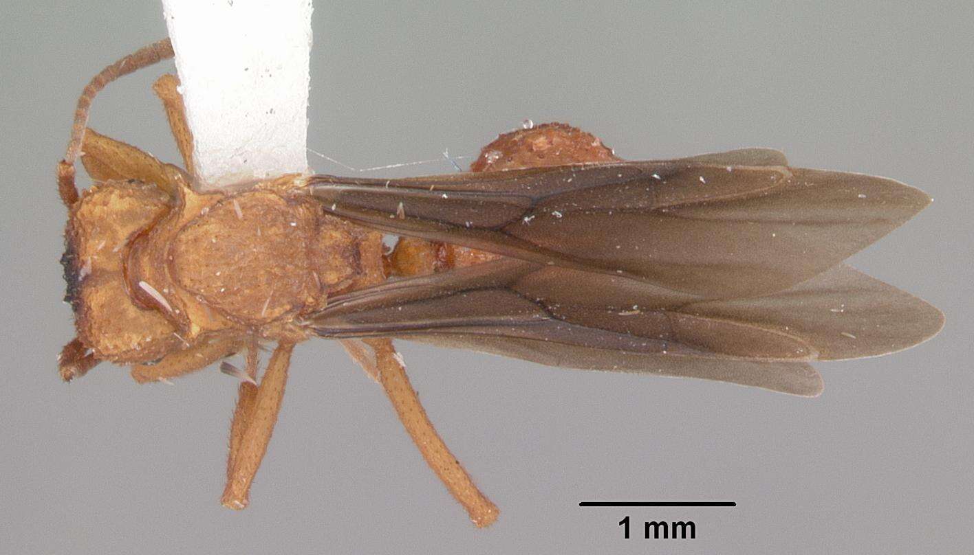 Image of Northern Fungus Farming Ant