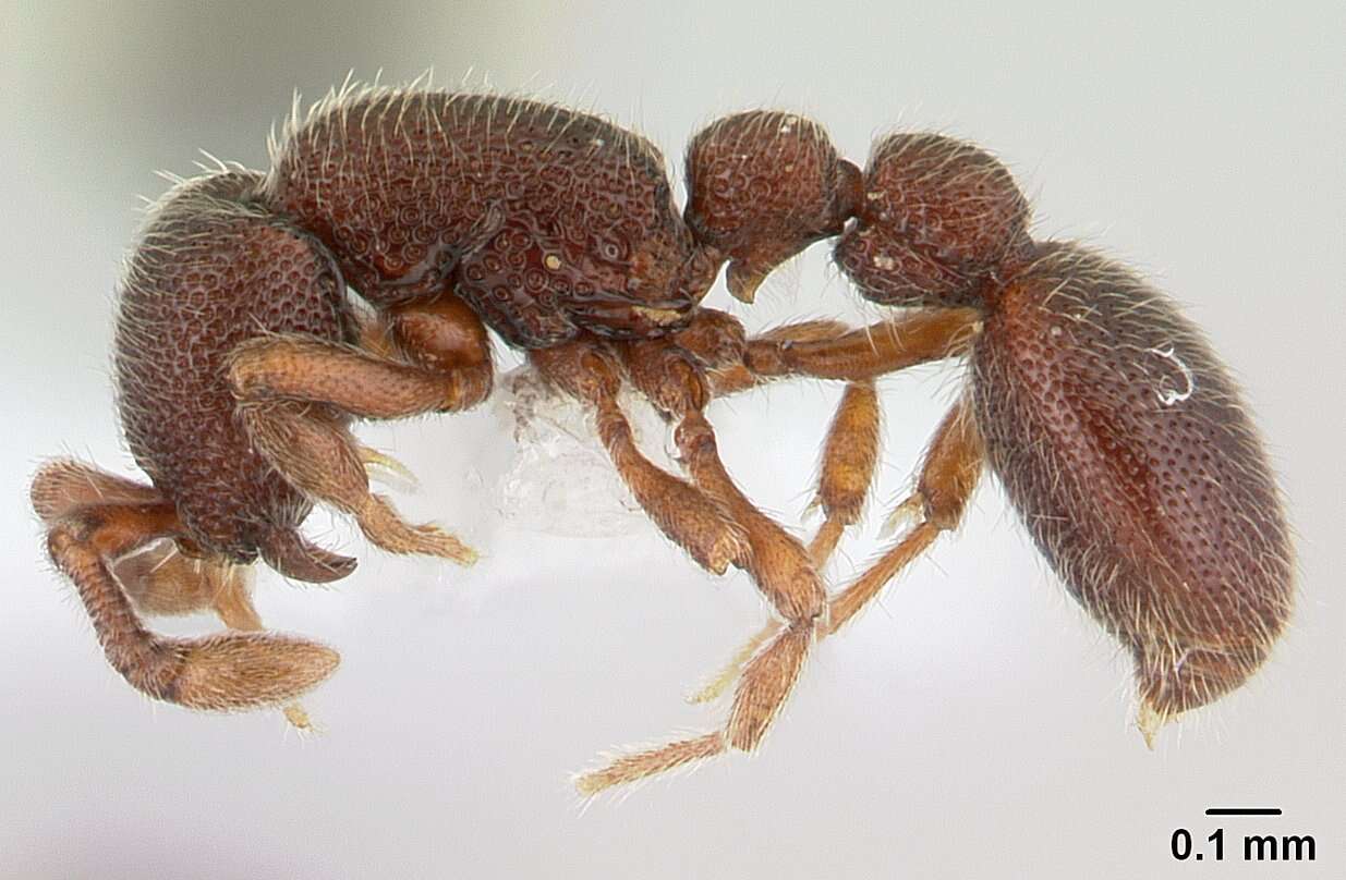 Image of Cerapachys fragosus (Roger 1862)