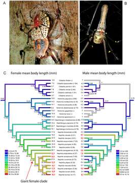 Image of Nephila pilipes (Fabricius 1793)