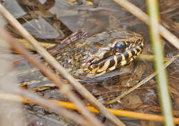 Image of Atlantic Salt Marsh Snake