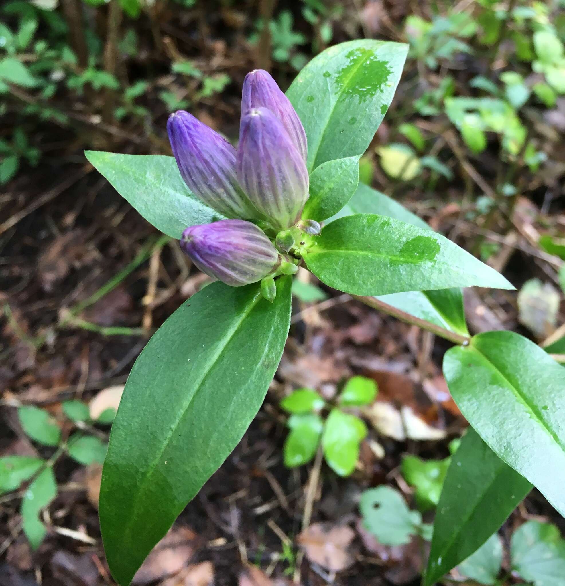 Image of bottle gentian