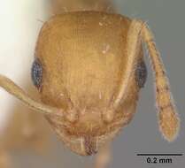 Imagem de Temnothorax curvispinosus