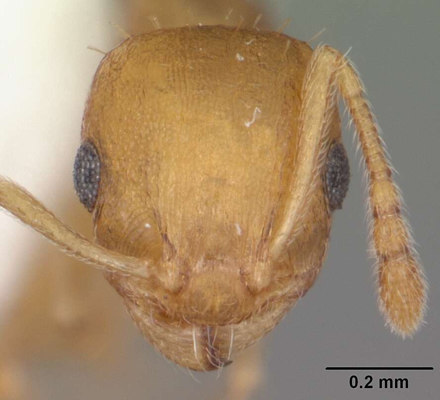 Imagem de Temnothorax curvispinosus