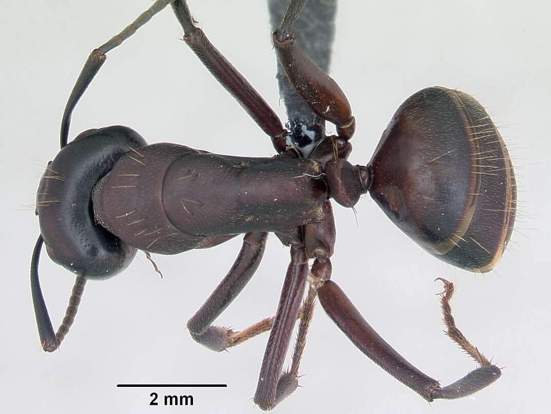 Plancia ëd Camponotus herculeanus (Linnaeus 1758)