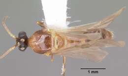 Image of Pheidole dentata Mayr 1886