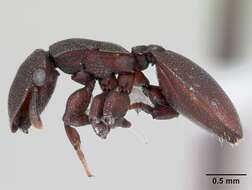 Image de Cephalotes pallidoides De Andrade 1999