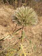 Image of Echinops strigosus L.