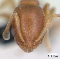 Image of Ant