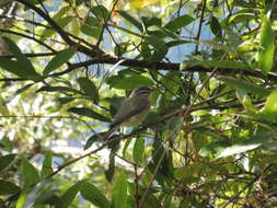 Image of Philadelphia Vireo