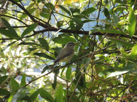 Слика од Vireo philadelphicus (Cassin 1851)